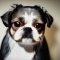 BoShih dog profile picture