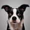 Boston Border Collie dog profile picture