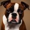 Boston Boxer dog profile picture