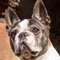 Boston Terrier dog profile picture
