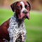 Boxapoint dog profile picture
