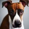 Boxer Whippet dog profile picture