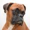 Boxer dog profile picture
