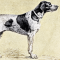 Dupuy-i vizsla kutya profilkép