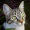 Brazil rövidszőrű macska profilképe