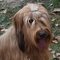 Briard dog profile picture