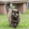 British Longhair cat profile picture