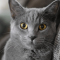 British Shorthair cat profile picture