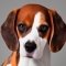 Brittany Beagle dog profile picture