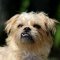 Brussels Griffon dog profile picture