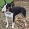 Bull Terrier dog profile picture