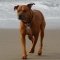 Bullboxer Pit dog profile picture