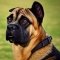 Bullmastiff Shepherd kutya profilkép