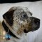 Bullmatian dog profile picture