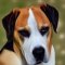 Bully Kutta Lab kutya profilkép