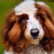 Cadoodle dog profile picture