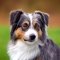 Cairn Australian Shepterrier kutya profilkép