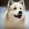 Kanadai eszkimó kutya kutya profilkép