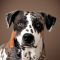 Catahoula Heeler dog profile picture