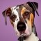Catahoula Whippet dog profile picture