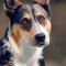 Cattle Collie Dog dog profile picture