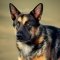 Cattle Shepherd dog profile picture