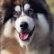 Caucasian Husky kutya profilkép