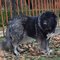 Caucasian Ovcharka dog profile picture