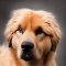 Caucasian Staffy Bull dog profile picture