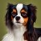 Cava-lon kutya profilkép