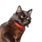 Chantilly-Tiffany cat profile picture