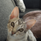 Cheetoh cat profile picture