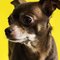 Chihuahua dog profile picture