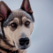 Chinook kutya kutya profilkép