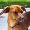 Chiweenie dog profile picture