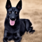 Fekete sery kutya profilkép