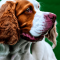 Clumber Spaniel dog profile picture