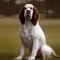 Cluminger Spaniel dog profile picture