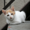 Colorpoint rövidszőrű macska profilképe