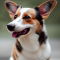 Corgi Pointer dog profile picture