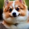 Corgiranian dog profile picture