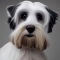 Coton Schnauzer dog profile picture