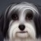 Crested Havanese kutya profilkép