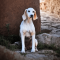 Cretan Hound dog profile picture