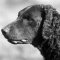 Curly-Coated Retriever dog profile picture