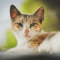 Cyprus cat profile picture