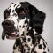 Dalmatian Springer dog profile picture