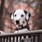 Dalmatian dog profile picture