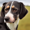 Danish-Swedish Farmdog dog profile picture