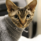 Devon Rex cat profile picture